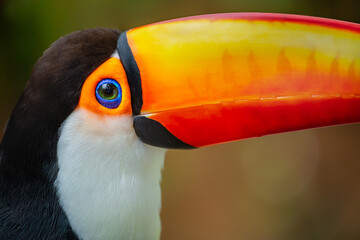 Colorful Toco Toucan tropical bird in Pantanal, Brazil