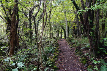 mossy rocks and trees in old forest