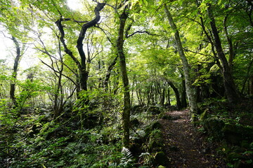 mossy rocks and trees in old forest