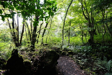 mossy rocks and trees in old forest