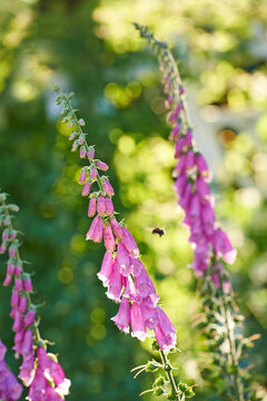 Pollinating bumble bee flying towards foxglove flowers in a garden. Blossoming digitalis purpurea in full bloom in a field during summer or spring. Beautiful purple plant with a green stem in nature