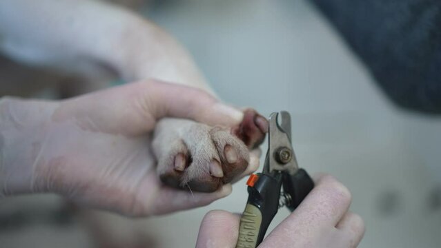 Close-up trimming pet claws in slow motion in veterinary clinic indoors. Unrecognizable Caucasian veterinarian taking care of purebred dog cutting nails on paw with clipper