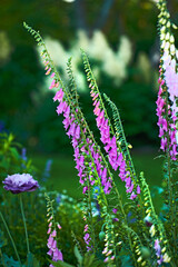 Foxgloves or Digitalis Purpurea in full bloom in a garden on a summer day or spring. Beautiful purple plant with a green stem in nature isolated with a blurred bush background. Foxglove blossoming