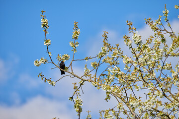 Blooming Mirabelle flower tree with a bird sitting on a branch with a cloudy sky background on a summer day. Blossoming bush with a little black crow in it. Animal in its habitat during springtime