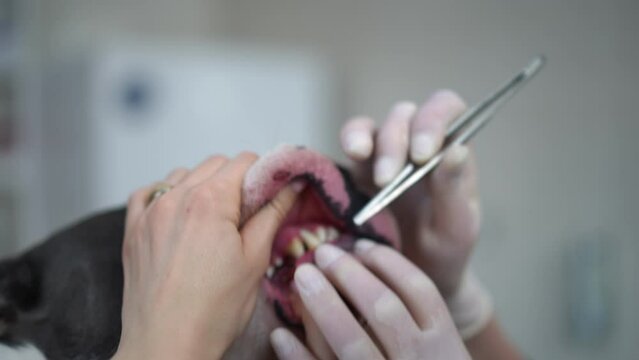 Close-up dog jaw with female hand in gloves cleaning teeth with tweezers. Unrecognizable Caucasian veterinarian with forceps examining dental cavity of pet in veterinary clinic in slow motion