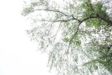Fototapeta premium Branches and leaves of a large tree viewed from below