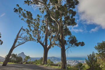 Landscape of a mountain trail near cultivated woodland on Table Mountain in Cape Town. Forest of tall Eucalyptus trees growing on a sandy hill in South Africa overlooking the ocean and cityscape