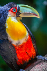 Colorful young Toco Toucan tropical bird in Pantanal, Brazil