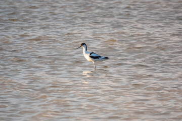 Water bird pied avocet, Recurvirostra avosetta, feeding in the lake. The pied avocet is a large black and white wader with long, upturned beak