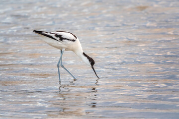 Water bird pied avocet, Recurvirostra avosetta, feeding in the lake. The pied avocet is a large...