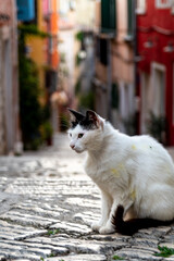 Rovinj - old city