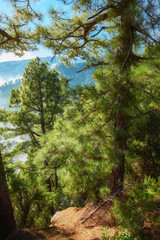 Fototapeta premium Beautiful Pine forests on mountain hill with blue sky background at La Palma, Canary Islands, Spain. Landscape of lush bright green outdoors on a summer day. Peaceful land with blue sky background