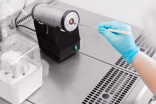 Sampling with bacteriological loop of material colonies microorganisms grown on dense nutrient medium for research