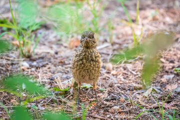 The common redstart, Phoenicurus phoenicurus, young bird, is sitting on a ground against a blurred background.