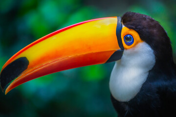 Naklejka premium Toucan side profile close-up in Pantanal, Brazil
