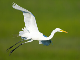 A Great Egret in Flight Stretched Out