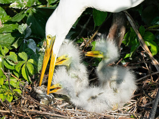 Great Egret Adult Feeding Chicks