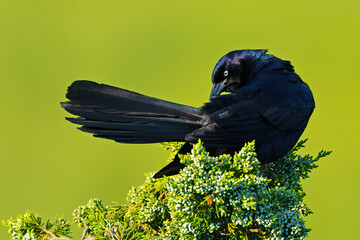 A Male Boat-tailed Grackle Standing in a Tree