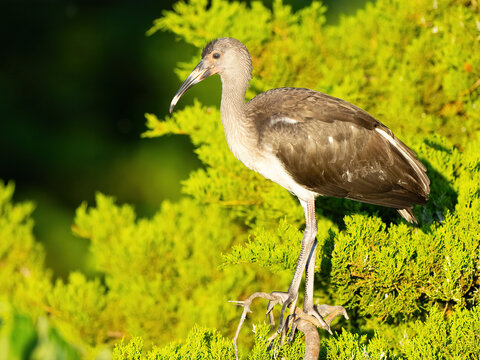 A Juvenile White Ibis Standing in Tree