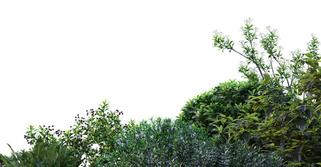 Garden with shrub on white background