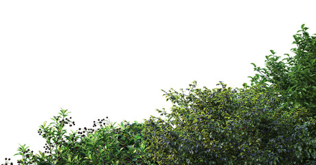 Garden with shrub on white background