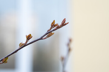 A branch with young leaves in natural conditions in spring.