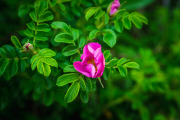 Fototapeta premium Blooming dogrose in the garden. Selective focus.