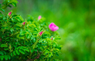 Blooming dogrose in the garden. Selective focus.