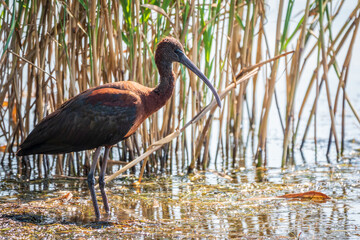 The glossy ibis, latin name Plegadis falcinellus, searching for food in the shallow lagoon.