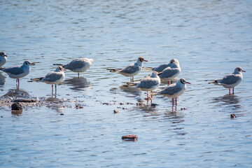 Flock of Seagulls, The European herring gull, swims in the sea
