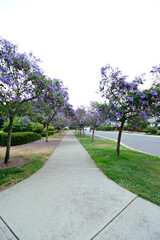 The Road between African Violets
