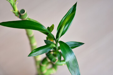 Bamboo plant