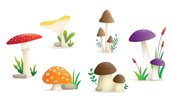 Wild mashrooms set vector illustration, isolated six types of mushrooms on a white background.