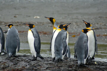 King penguins (Aptenodytes patagonicus) on a rock by the beach in Coopers Bay, South Georgia Island