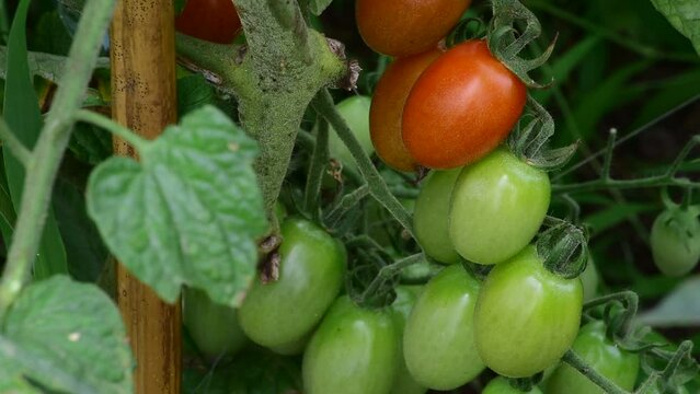 ミニトマトがもうすぐ収穫され、レストランなどに出荷されます。