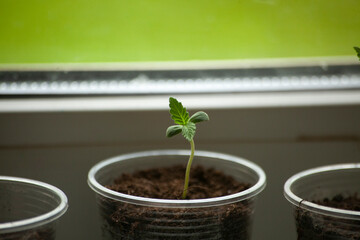 Sprout of marijuana in ground. Growing plants at home. Sprout on window.