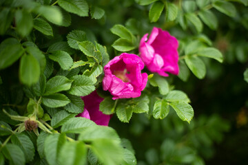 Rose on bush. Flower in garden. Bushes of plants.