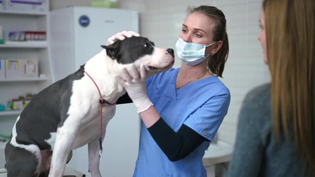 Portrait of confident professional veterinarian talking to owner examining American Staffordshire Terrier in clinic. Caucasian woman talking caressing dog in slow motion explaining treatment