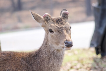 Tropical wild brown deer with horns cut off on background