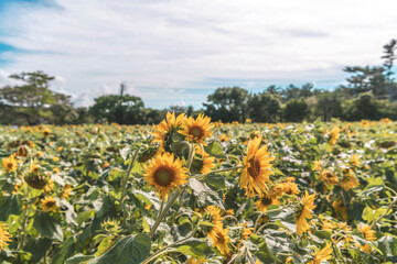 Obraz premium 해변라기