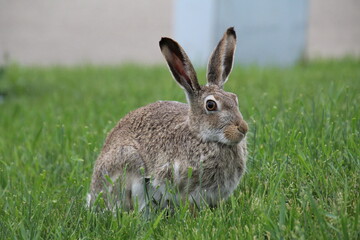 rabbit in the grass