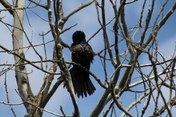Bird Up High In The Branches, Pylypow Wetlands, Edmonton, Alberta