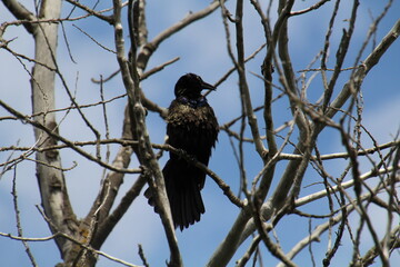 Bird On A Branch, Pylypow Wetlands, Edmonton, Alberta