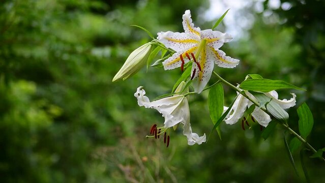 山の奥で自生するヤマユリ、自然の中で伸び伸びと育っています。