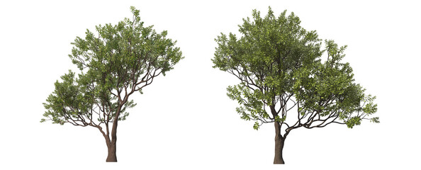  Tree with flowers on a white background