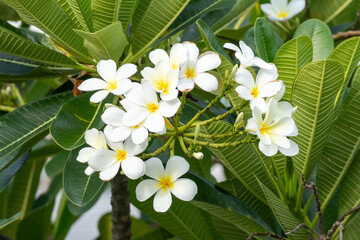White Frangipani flower Plumeria alba with green leaves