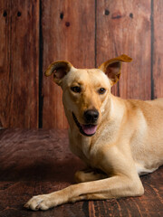 happy dog looking to the right