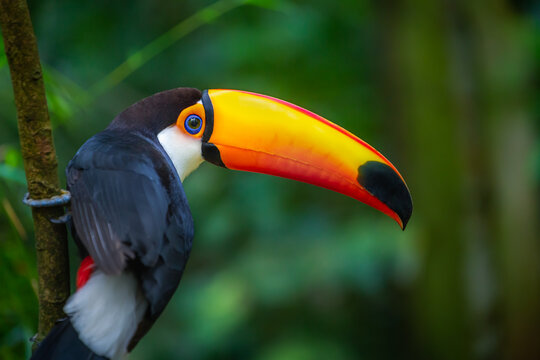 Colorful Toco Toucan tropical bird in Pantanal, Brazil
