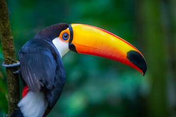 Colorful Toco Toucan tropical bird in Pantanal, Brazil
