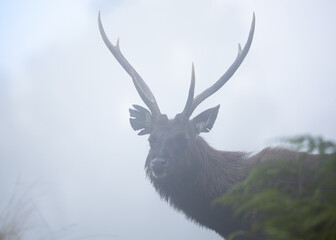 Sambar Deer With His Majestic Horn in Misty Morning